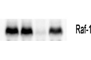 Western Blot (WB) analysis: Please contact us for more details. (RAF1 anticorps  (Thr58))