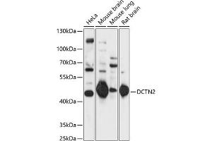 Western blot analysis of extracts of various cell lines, using DCTN2 antibody  at 1:1000 dilution. (Dynamitin anticorps  (AA 280-401))