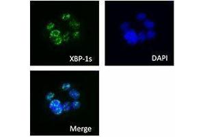 anti-XBP-1s antibody