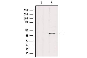Western blot analysis of extracts from hybridoma cells, using PGC Antibody. (PGC anticorps  (Internal Region))