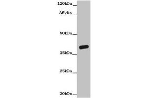 Western blot All lanes: OGFOD2 antibody at 3 μg/mL + Mouse liver tissue Secondary Goat polyclonal to rabbit IgG at 1/10000 dilution Predicted band size: 39, 33, 15, 21 kDa Observed band size: 39 kDa (OGFOD2 anticorps  (AA 1-186))