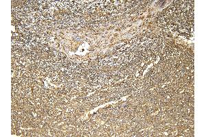 (ABIN334402) (4 μg/mL) staining of paraffin embedded Human Spleen. (FTL anticorps  (C-Term))