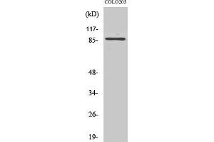 Western Blotting (WB) image for anti-Forkhead Box O3 (FOXO3) (Ser253) antibody (ABIN5958398) (FOXO3 anticorps  (Ser253))