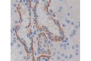 Figure. (GFRA1 anticorps  (AA 239-350))
