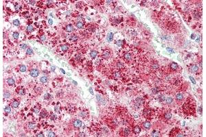 (ABIN1781849) (5 μg/mL) staining of paraffin embedded Human Adrenal Gland.