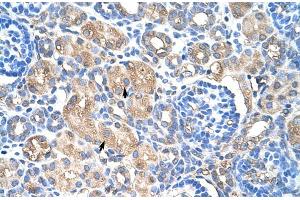 Human kidney (HSP27 anticorps  (C-Term))