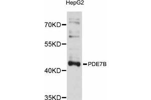 Western blot analysis of extracts of HepG2 cells, using PDE7B antibody (ABIN5998480) at 1/1000 dilution.