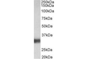 AP31927PU-N antibody (0. (Surfactant Protein A1 anticorps  (Internal Region))