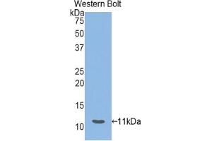 Detection of Recombinant HSPA8, Mouse using Polyclonal Antibody to Heat Shock 70 kDa Protein 8 (HSPA8)
