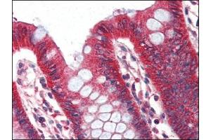 Human Colon (formalin-fixed, paraffin-embedded) stained with PLINat 2 µg/ml followed by biotinylated anti-goat IgG secondary antibody, alkaline phosphatase-streptavidin and chromogen. (PLIN1 anticorps  (Internal Region))