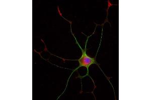 Immunocytochemistry (ICC) image for anti-Chromogranin A (CHGA) (AA 348-463) antibody (ABIN1742517)