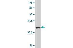 Western Blot detection against Immunogen (36.