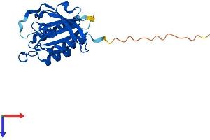 AlphaFold protein structure predicition of Mouse Recombinant Nkiras2 Protein, UniprotID Q9CR56