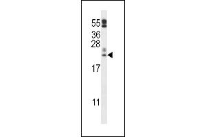 C10orf58 Antibody (C-term) (ABIN657369 and ABIN2846416) western blot analysis in  cell line lysates (35 μg/lane). (FAM213A anticorps  (C-Term))