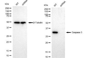 Western blotting analysis using Caspase 3 antibody (ABIN7797893).
