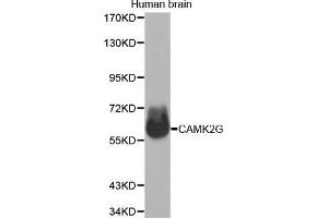 Western Blotting (WB) image for anti-Calcium/calmodulin-Dependent Protein Kinase II gamma (CAMK2G) (AA 300-410) antibody (ABIN1678951) (CAMKII gamma anticorps  (AA 300-410))