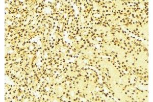 ABIN6276335 at 1/100 staining Mouse liver tissue by IHC-P. (NUDT6 anticorps  (Internal Region))