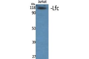 Western Blot (WB) analysis of specific cells using Lfc Polyclonal Antibody. (ARHGEF2 anticorps  (Tyr427))