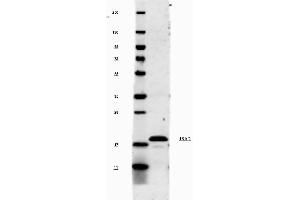 This antibody will recognize 10% of the non-denatured (native) precursor 31,000 MW mouse IL-1ß containing samples but will primarily detect all of the 17,000 MW mature molecule. (IL-1 beta anticorps)