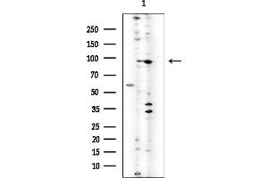 Western blot analysis of lysates from MCF7 cells, using NHE-3 Mouse Monoclonal Antibody at 1/1000 dilution.