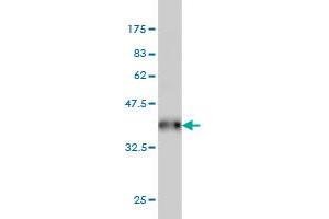 Western Blot detection against Immunogen (38.