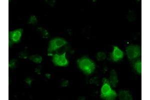 Immunofluorescence (IF) image for anti-Basigin (Ok Blood Group) (BSG) antibody (ABIN1498016) (CD147 anticorps)
