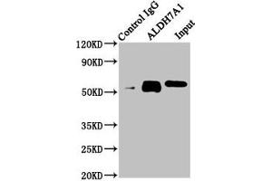 Immunoprecipitating ALDH7A1 in Hela whole cell lysate Lane 1: Rabbit control IgG instead of ABIN7143836 in Hela whole cell lysate. (ALDH7A1 anticorps  (AA 386-515))