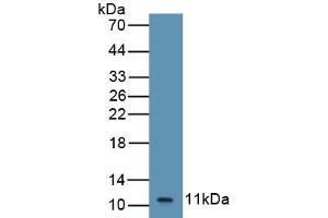 Detection of Recombinant GROb, Equine using Polyclonal Antibody to Chemokine (C-X-C Motif) Ligand 2 (CXCL2) (CXCL2 anticorps  (AA 35-107))