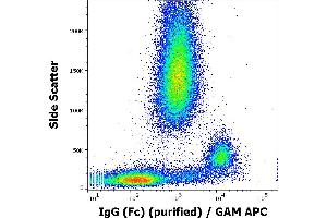 Flow cytometry surface staining pattern of human peripheral whole blood using anti-human IgG (Fc) (EM-07) purified antibody (concentration in sample 1 μg/mL, GAM APC).