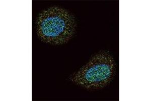 Confocal immunofluorescent analysis of PTEN antibody with MCF-7 cells followed by Alexa Fluor 488-conjugated goat anti-rabbit lgG (green).