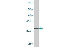 Western Blot detection against Immunogen (33.
