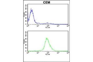 MPZ Antibody (C-term) flow cytometric analysis of CEM cells (bottom histogram) compared to a negative control cell (top histogram). (MPZ anticorps  (C-Term))