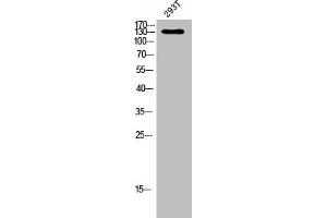 Western blot analysis of 293T lysis using Phospho-Flt-1 (Y1048) antibody. (FLT1 anticorps  (pTyr1048))