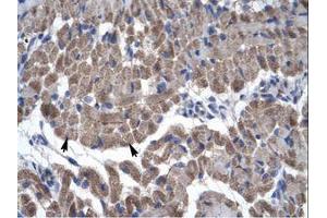 Image no. 1 for anti-Growth Arrest-Specific 7 (GAS7) (AA 118-167) antibody (ABIN203173)