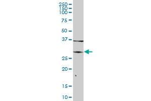 ARG1 MaxPab polyclonal antibody.