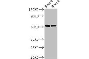 Western Blot Positive WB detected in: Rat heart tissue, Mouse heart tissue All lanes: SHE antibody at 2. (SHE anticorps  (AA 2-162))