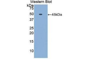 Western Blotting (WB) image for anti-Fetuin B (FETUB) (AA 149-255) antibody (ABIN1858847) (FETUB anticorps  (AA 149-255))