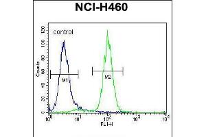 Flow cytometric analysis of NCI-H460 cells (right histogram) compared to a negative control cell (left histogram). (Acetylcholinesterase anticorps  (N-Term))
