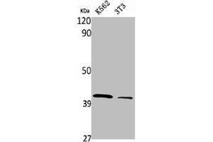 Western Blot analysis of K562 NIH-3T3 cells using PRPF18 Polyclonal Antibody (PRPF18 anticorps  (Internal Region))