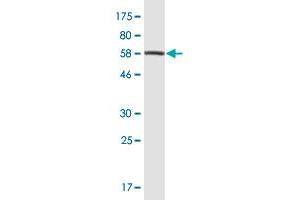 Western Blot detection against Immunogen (61. (PEX10 anticorps  (AA 1-326))