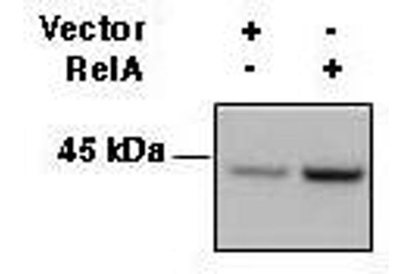 HLA-ABC anticorps