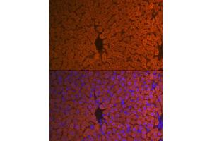 Immunofluorescence analysis of mouse liver using Hemopexin (HPX) (HPX) Rabbit mAb (ABIN7267611) at dilution of 1:100 (40x lens).