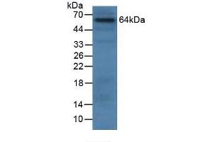 Detection antibody from the kit in WB with Positive Control:  Sample Human 293T cells. (Granulin Kit ELISA)
