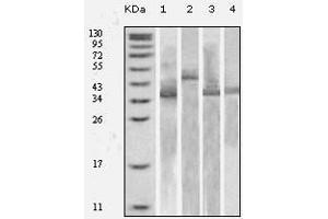 Western Blot showing Trx antibody used against various fusion protein with Trx tag. (TXN anticorps)