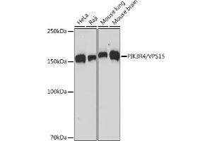 Western blot analysis of extracts of various cell lines, using PIK3R4/VPS15 Rabbit mAb (ABIN7269322) at 1:1000 dilution. (PIK3R4 anticorps)