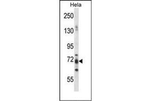 Western blot analysis of PJA1 / RNF70 Antibody (N-term) in Hela cell line lysates (35ug/lane).