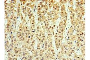Immunohistochemistry of paraffin-embedded human adrenal gland tissue using ABIN7156876 at dilution of 1:100 (IL-25 anticorps  (AA 33-177))