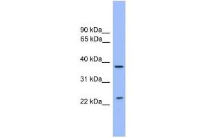 WB Suggested Anti-STX4 Antibody Titration: 0. (Syntaxin 4 anticorps  (Middle Region))