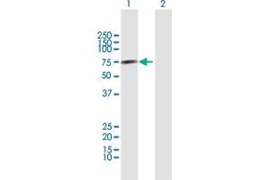 Western Blot analysis of CNKSR3 expression in transfected 293T cell line by CNKSR3 MaxPab polyclonal antibody. (CNKSR3 anticorps  (AA 1-555))