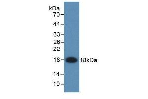 Detection of Recombinant FABP2, Rat using Monoclonal Antibody to Fatty Acid Binding Protein 2, Intestinal (FABP2)